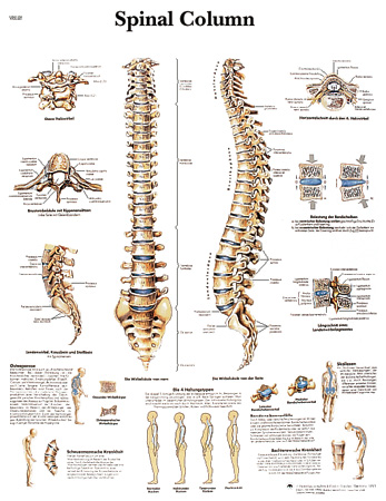 a spine